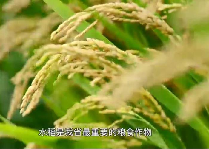 优质籼稻高效生产技术