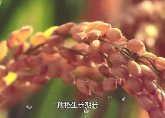 优质糯稻高效生产技术