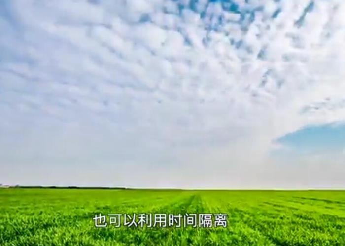 杂交水稻品种繁育种术