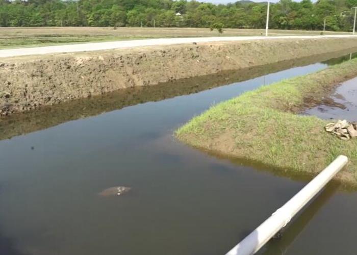 养虾稻田改造及水草种植