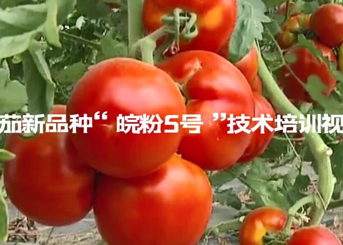 番茄新品种“皖粉5号”技术培训视频