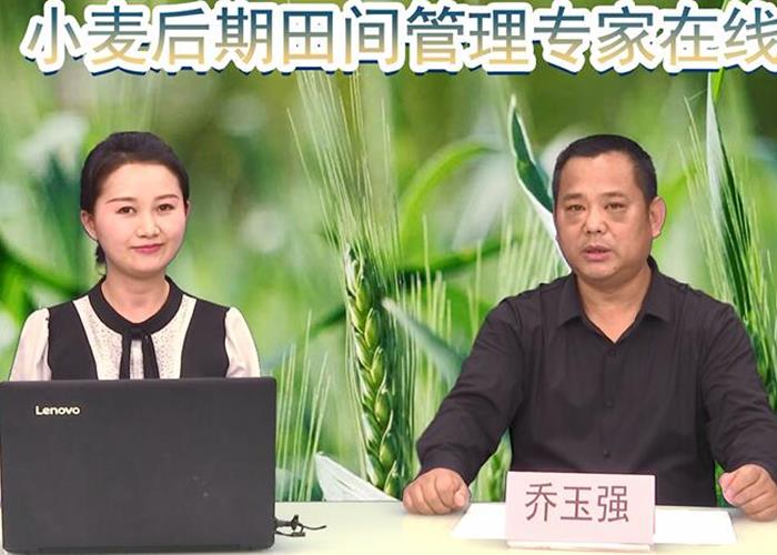小麦后期田间管理专家在线