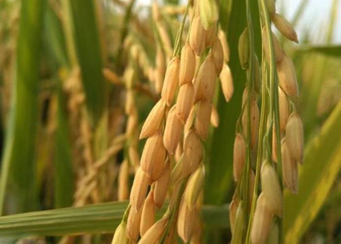 水稻高温热害及干旱防御应对措施专家在线