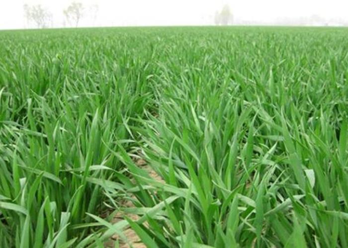 小麦春季田间管理专家在线