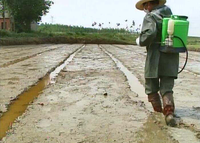 农田杂草的分类