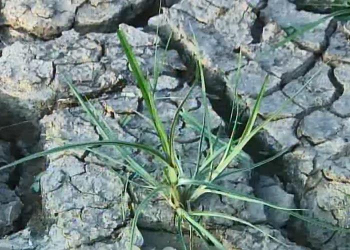 杂草的生物学特性