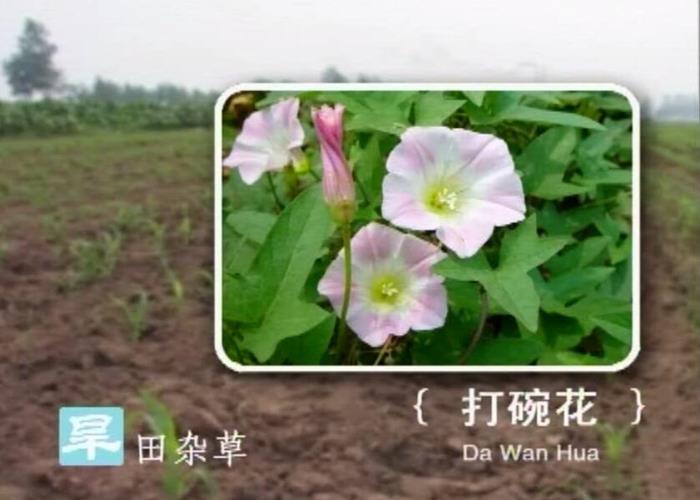 旱田杂草识别与防除技术