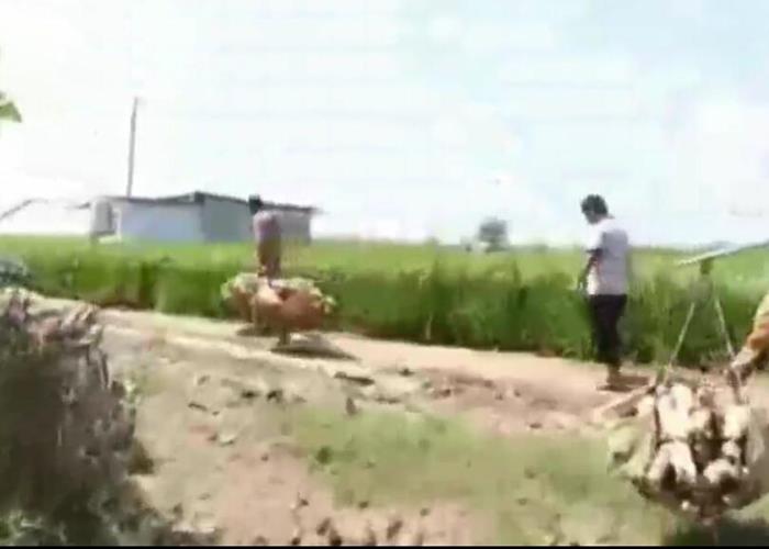 绿色蔬菜科技特派团短视频