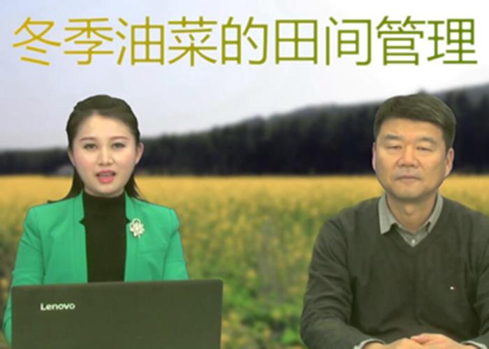 冬季油菜的田间管理