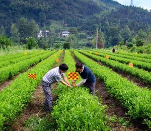 菌棒当肥用 茶香沁心田