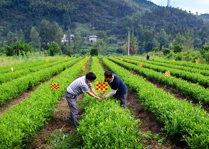 菌棒当肥用 茶香沁心田